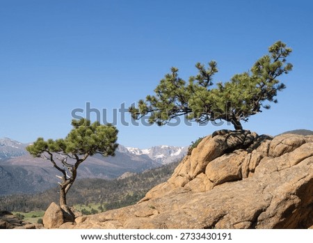 Two Rocky Mountain junipers growing among large orange or peach-colored boulders with the Rocky Mountains in the background. Photographed in Rocky Mountain National Park, Colorado.