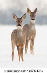 Two Roe Deer Does In Winter Watching