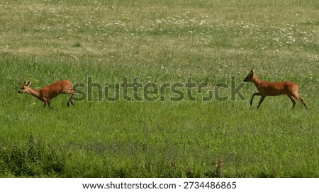 Two roe deer running fast across a green flowery meadow.