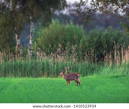 Similar – Roebuck in the evening light