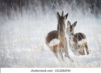 Two roe deers running away