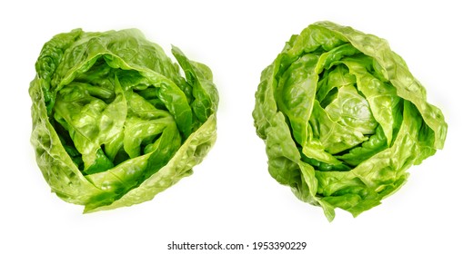 Two Romaine Lettuce Hearts, From Above. Cos Lettuce, Tall Lettuce Heads Of Sturdy Dark Green Leaves With Firm Ribs Down Their Centers. Lactuca Sativa Longifolia. Isolated Over White, Macro Food Photo.