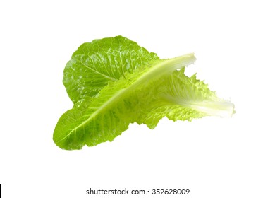 Two Romaine Lettuce Leaves Isolated On White