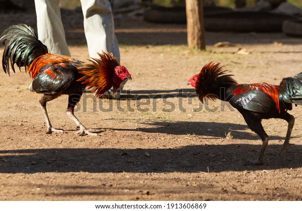 two rooster was\
fighting at outdoor area