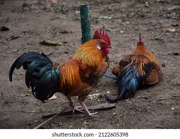 Two Roosters Leg Tied With Rope