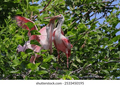 Two roseate spoonbills interacting on a tree branch surrounded by lush green leaves and a clear blue sky in the background - Powered by Shutterstock