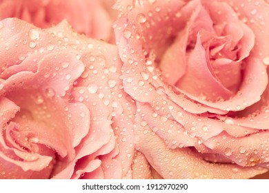Two roses intertwined their petals. There are dewdrops on the petals. The photo was taken from above in close-up. There is only one rose in the background