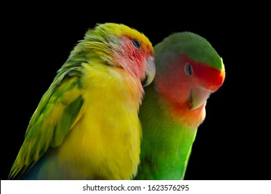 Two Rosy-faced lovebird (Agapornis roseicollis) also known as rosy-collared or peach-faced lovebird. Two colorful parrots, male and female, in love isolated on black background.