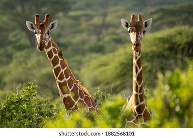 Two Rothschild's giraffe standing together in the wild-kenya