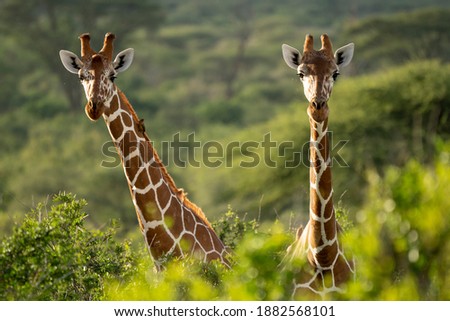 Two Rothschild's giraffe standing together in the wild-kenya