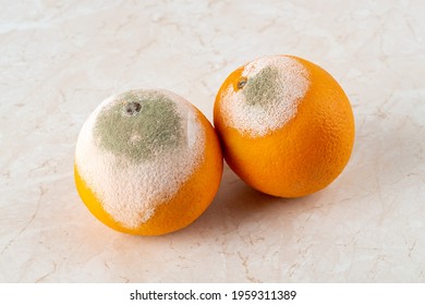 Two Rotten Oranges Covered With White Green Mold On A Kitchen Table. Fungal Mold On Rotten Citrus. Spoiled Fruits And Vegetables. Food Forgotten In The Fridge. Biodegradable Food Waste. Close-up.