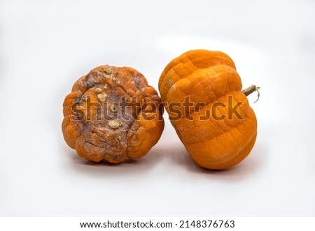 two rotten pumpkins. Closeup view of rotten pumpkin isolated on white background.