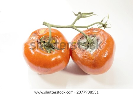 Two Rotting Vined Red Tomatoes on a White Background	