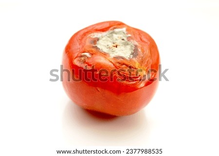 Two Rotting Vined Red Tomatoes on a White Background	