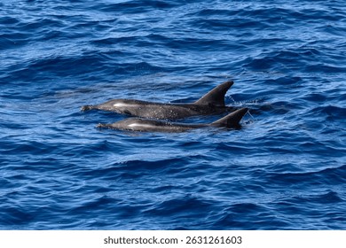 Two rough toothed dolphins, Steno bredanensis, in the Atlantic Ocean near Gran Canaria, Spain. 