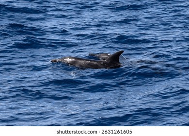 Two rough toothed dolphins, Steno bredanensis, in the Atlantic Ocean near Gran Canaria, Spain. 