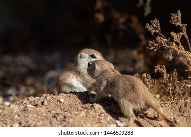 Two Round Tailed Ground Squirrels, Xerospermophilus Tereticaudus, Wild Animals Native To The Sonoran Desert In The American Southwest. Pima County, Tucson, Arizona, USA. June Of 2019.