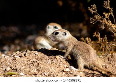 Two Round Tailed Ground Squirrels, Xerospermophilus Tereticaudus, Wild Animals Native To The Sonoran Desert In The American Southwest. Pima County, Tucson, Arizona, USA. June Of 2019.