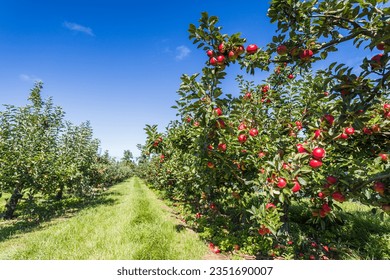 Two rows of apple trees full of fruit seen under a blue sky in Norfolk nearly ready for picking.