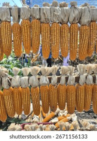 Two rows of dried corn cobs hang vertically, their husks tied together. The vibrant yellow kernels are a striking visual of a bountiful harvest, likely for display or further processing.