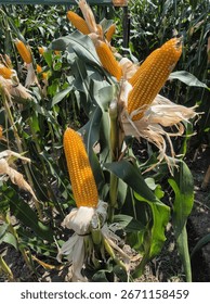 Two rows of dried corn cobs hang vertically, their husks tied together. The vibrant yellow kernels are a striking visual of a bountiful harvest, likely for display or further processing.