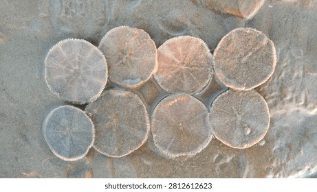 Two rows of round flat sand dollars placed on wet ocean sand background.