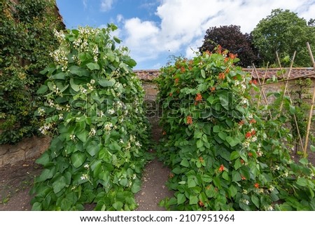 Two rows of runner bean (phaseolus coccineus) plants in flower