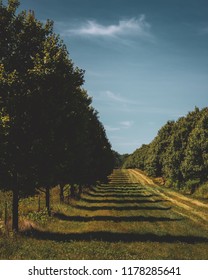 Two rows of trees and clearing separating fields of crops in the farmland of LaPorte, Indiana, on a sunny summer day