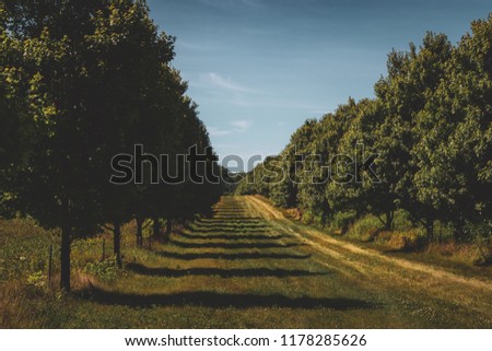 Two rows of trees and clearing separating fields of crops in the farmland of LaPorte, Indiana, on a sunny summer day