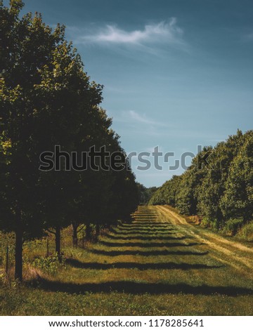 Two rows of trees and clearing separating fields of crops in the farmland of LaPorte, Indiana, on a sunny summer day