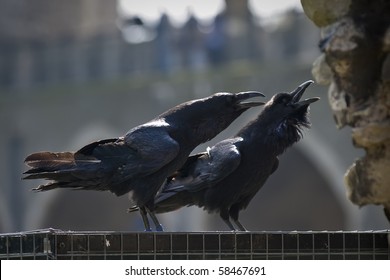 Tower Of London Raven Images Stock Photos Vectors Shutterstock