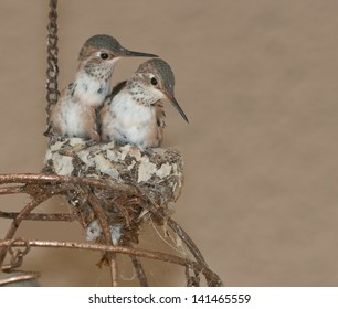 Two Ruby Throated Hummingbird Fledglings