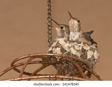 Two Ruby Throated Hummingbird Fledglings