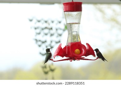 Two Ruby Throated Hummingbird sitting on a hummingbird feeder hanging in a backyard in Wisconsin in the spring with a blurred background