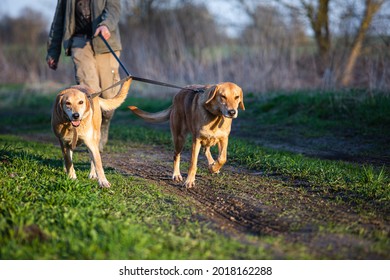 Two Russian hound dog on a leash with the host during the walk.