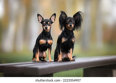 two russian toy dogs posing together outdoors, short haired and long haired variety