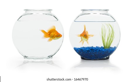 Two Ryukin Goldfish In Contrasting Fish Bowls.