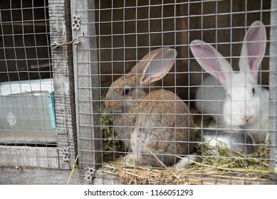 5,652 Rabbit Fence Images, Stock Photos & Vectors 