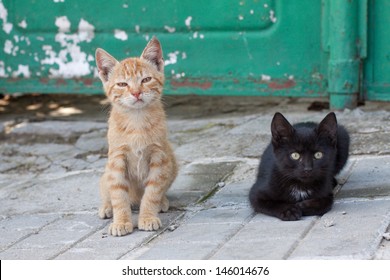Two sad homeless street kittens