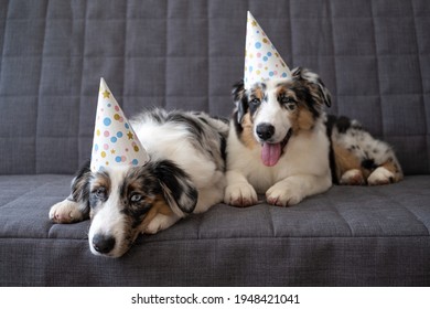 Two Sad Small Australian Blue Merle Shepherd Puppy Dog Wearing Party Hat