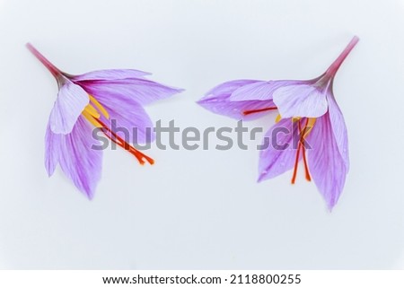 Two saffron crocuses close up on both sides of a white background. Place for text. Each crocus has three saffron stamens.