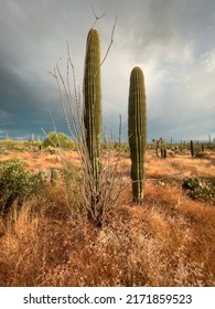 Two saguaro cactus and in dry arid Arizona landscape. 