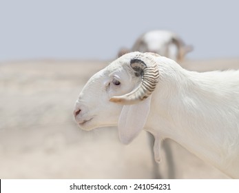 Two Sahelian Rams