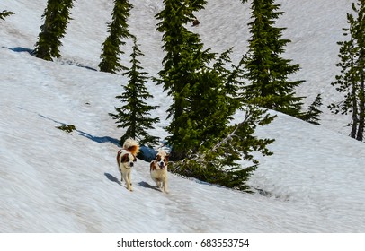 Two Saint Bernard Dogs Running In The Snow On The Side Of A Mountain