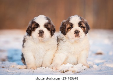 Two Saint Bernard Puppies Sitting On The Snow In Winter