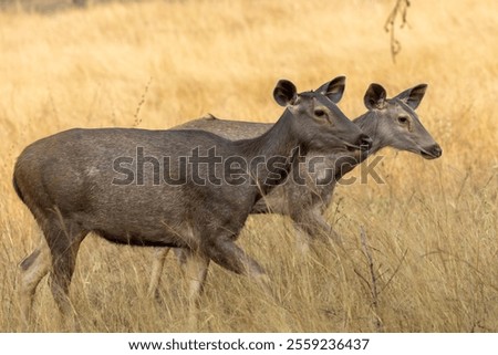 Two sambar Does walking in the grassland