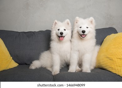 Two samoyed dogs puppies are sitting in the gray couch