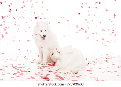 Two Samoyed Dogs Under Falling Heart Shaped Confetti On White, Valentines Day Concept