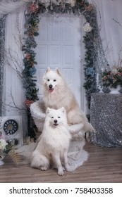 Two Samoyed Laika In A Christmas Studio