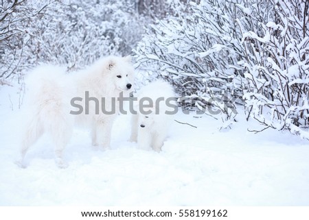 two samoyed in wanter forest